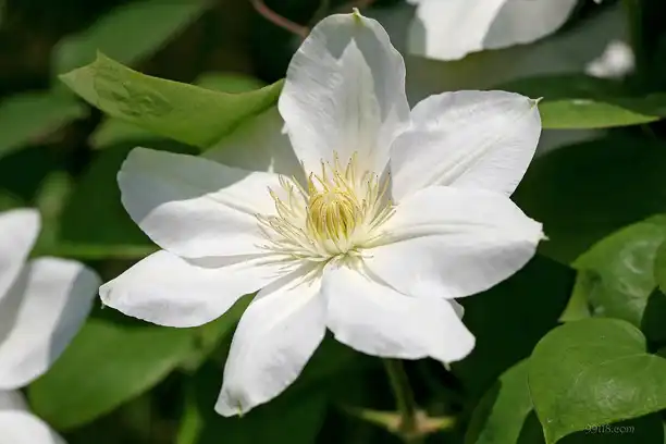 Is clematis safe for humans?