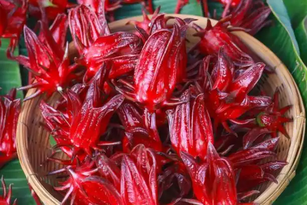 Is Roselle Good for the Kidneys?