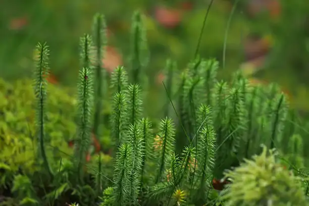 Is lycopodium and lycopodium clavatum same?